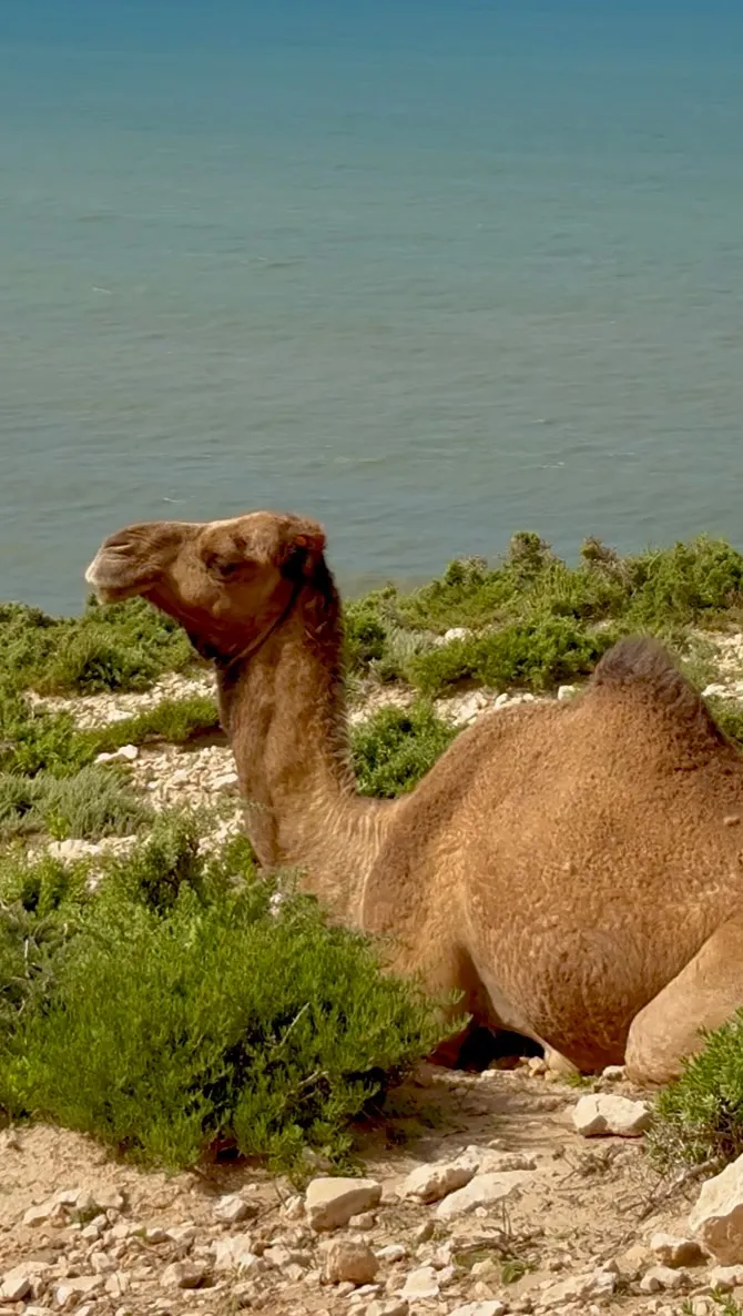Camels in Imsouane Morocco — locals first