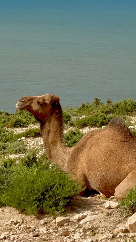 A camel grazing on the green hills above Imsouane